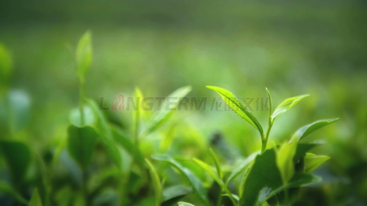 了翁茶广告片_茶叶广告片_成都茶叶公司宣传片_茶叶形象宣传广告片拍摄制作公司